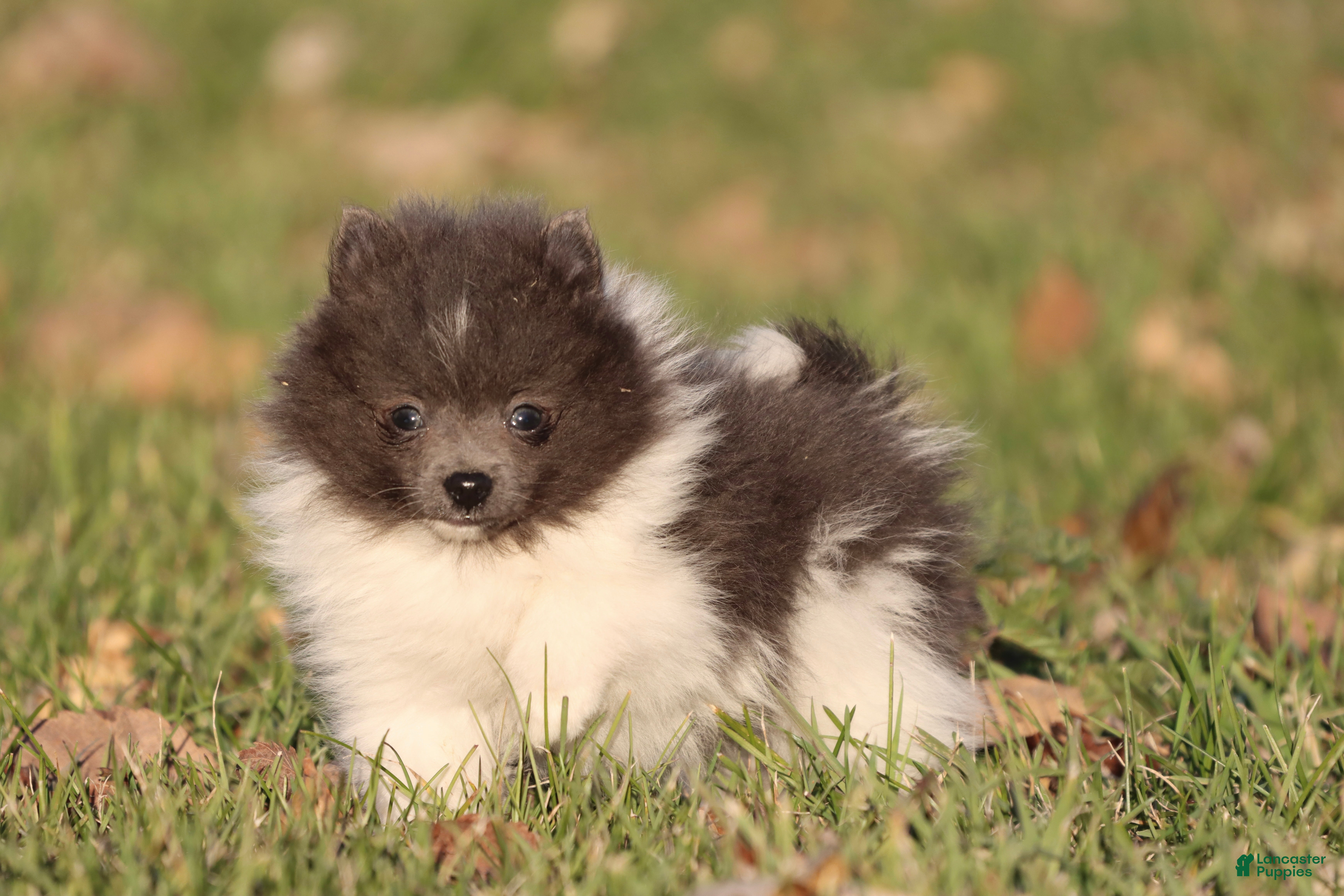 Pomeranian dogs Jackie Chan - Ad 1