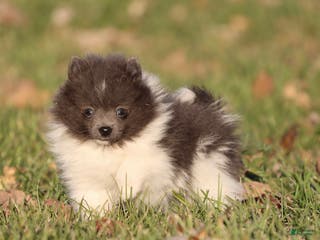 Pomeranian dogs Jackie Chan - Ad 3