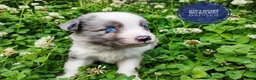 Miniature Australian Shepherd dogs for sale: Badger  - Ad 5