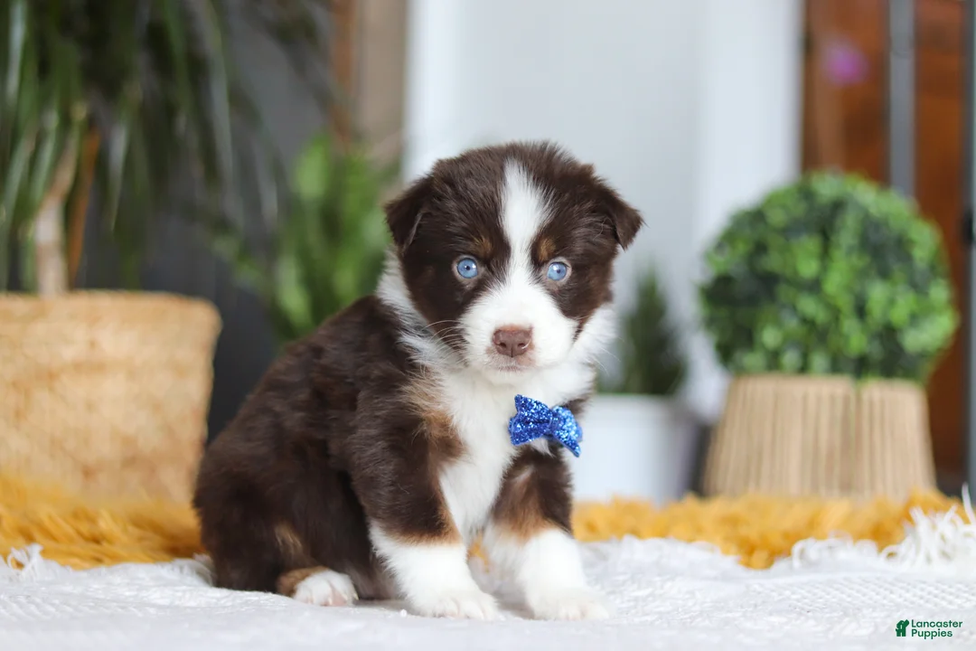 Australian Shepherd dogs for sale: Sydney - Ad 4