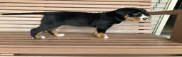 Greater Swiss Mountain Dog dogs for sale:  Jenny - Ad 4