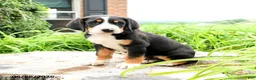 Greater Swiss Mountain Dog dogs for sale: Johann - Ad 3