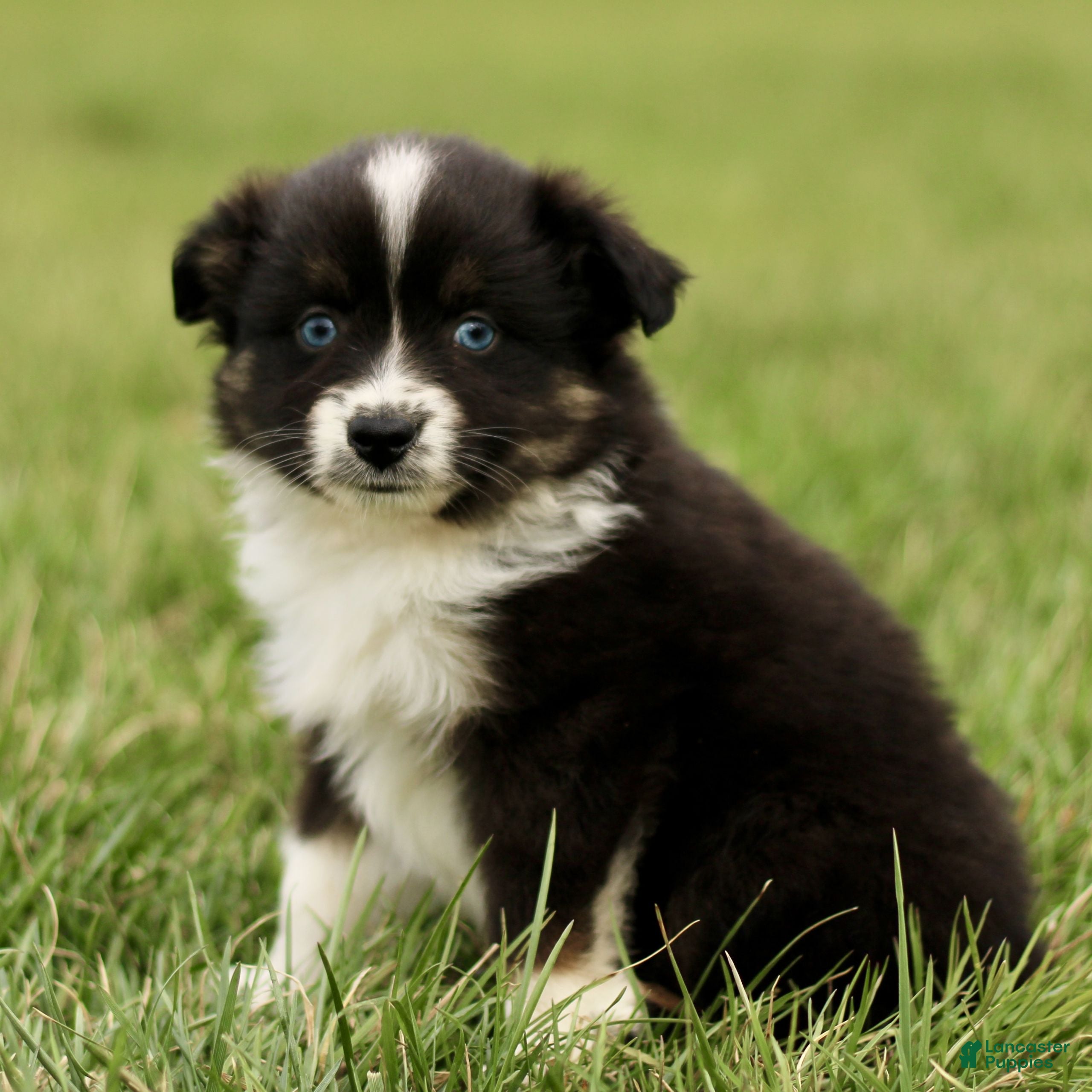Miniature Australian Shepherd dogs Tanner  - Ad 2