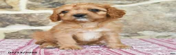 Cavapoo dogs for sale: Shilo - Ad 4