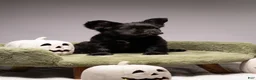 French Bulldog dogs for sale: FERDINAND  - Ad 4