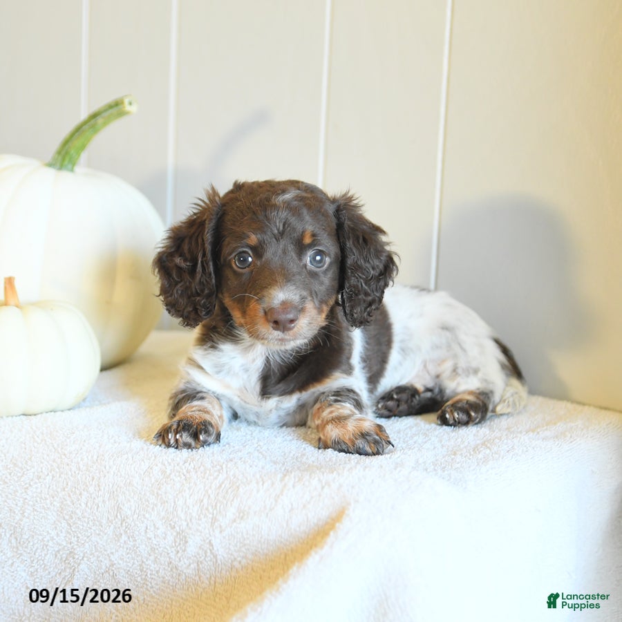 Miniature Dachshund dogs Callie - Ad 2