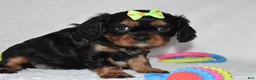 Cavalier King Charles Spaniel dogs for sale: Polly - Ad 5