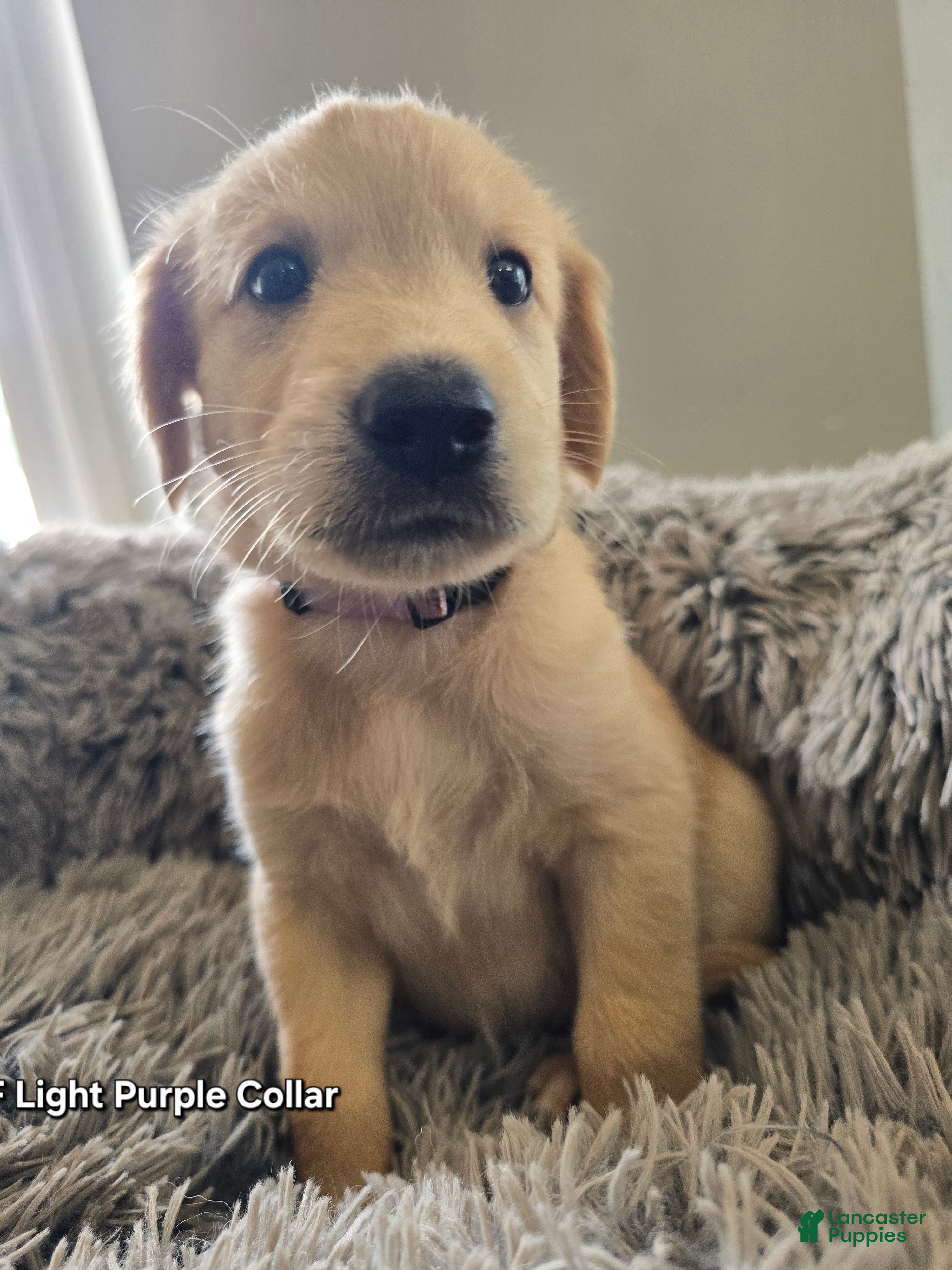 Goldendoodle dogs Goldendoodle Puppy 11 - Ad 32