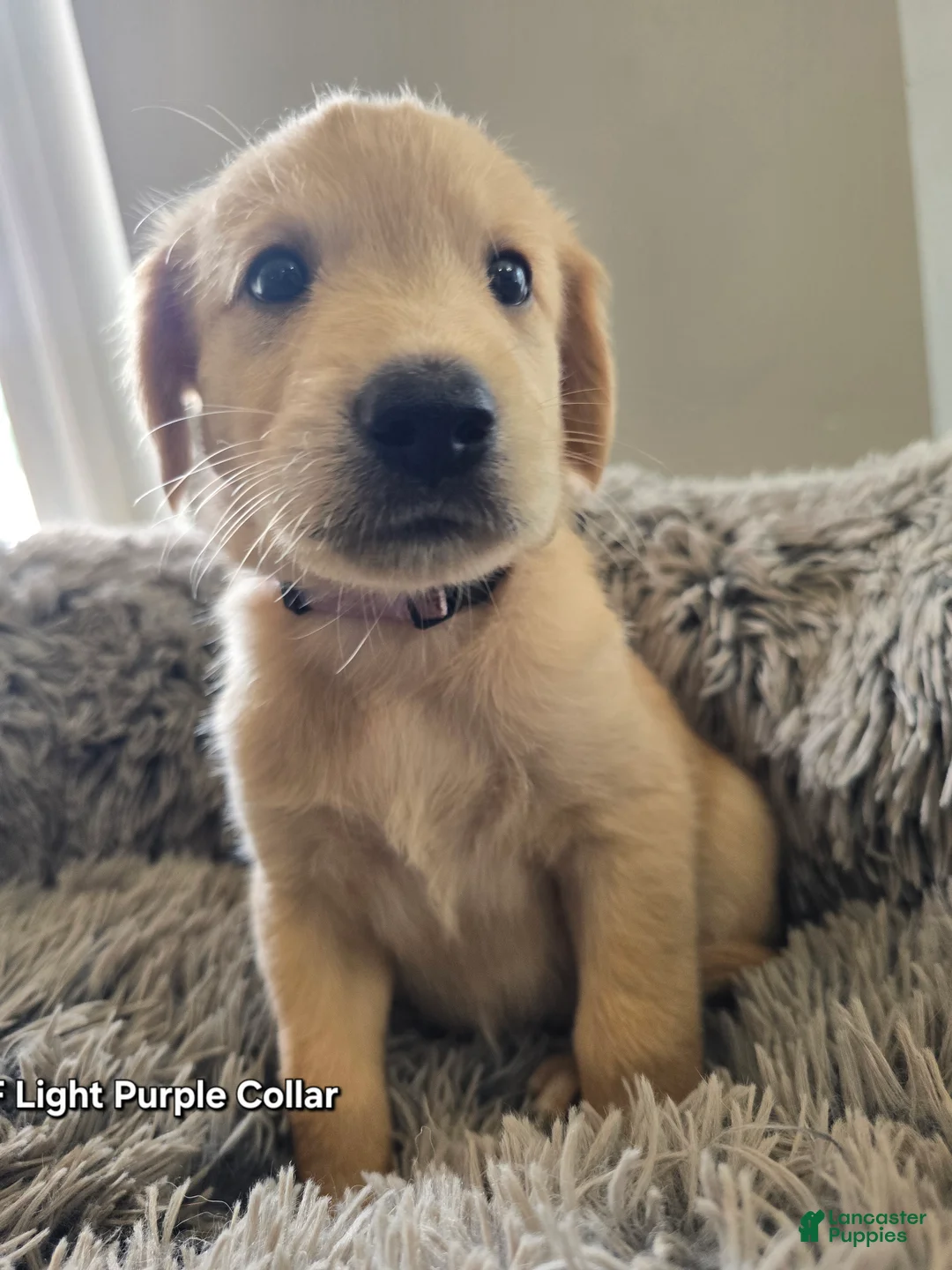 Goldendoodle dogs for sale: Goldendoodle Puppy 11 - Ad 1