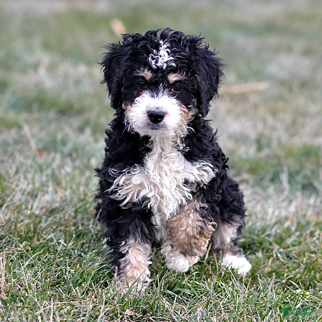 Mini Bernedoodle dogs for sale: Hazel - Ad 3