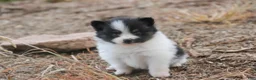 Pomeranian dogs for sale: Artemis Pomeranian  - Ad 3
