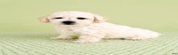 Bichon Frise dogs for sale: Bo - Ad 2
