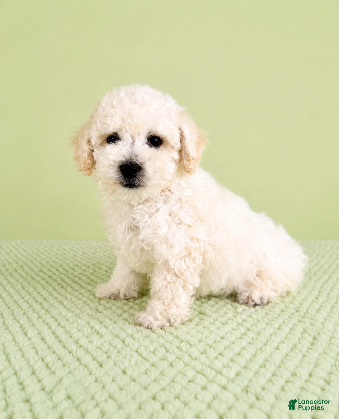 Bichon Frise dogs for sale: Bo - Ad 2