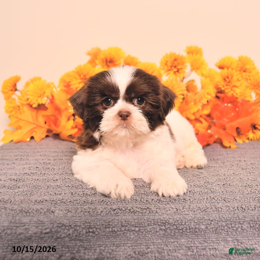 Shih Tzu dogs Lupin - Ad 1