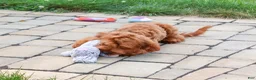 Cavapoo dogs for sale: Noelle - Ad 3
