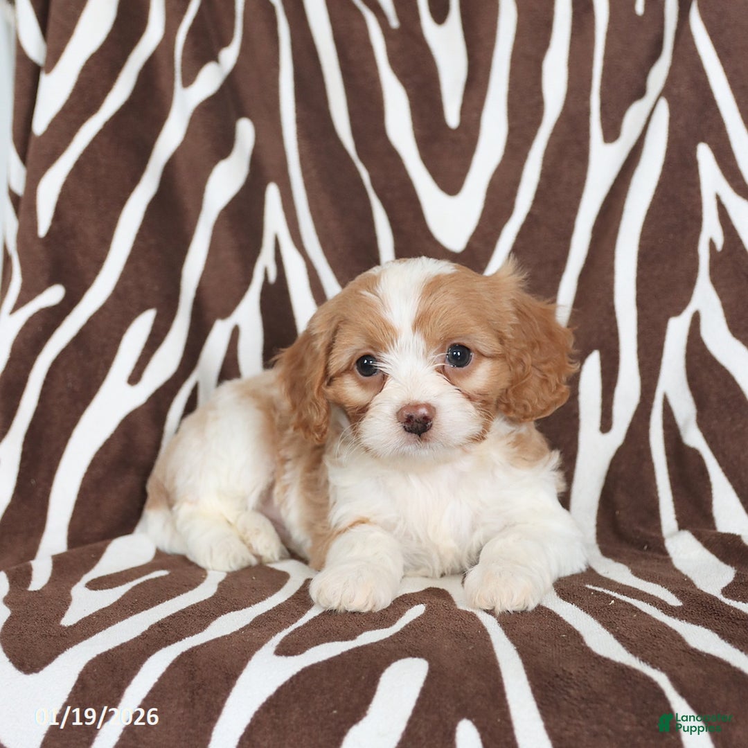 Cavapoo dogs for sale: Scooter - Ad 3