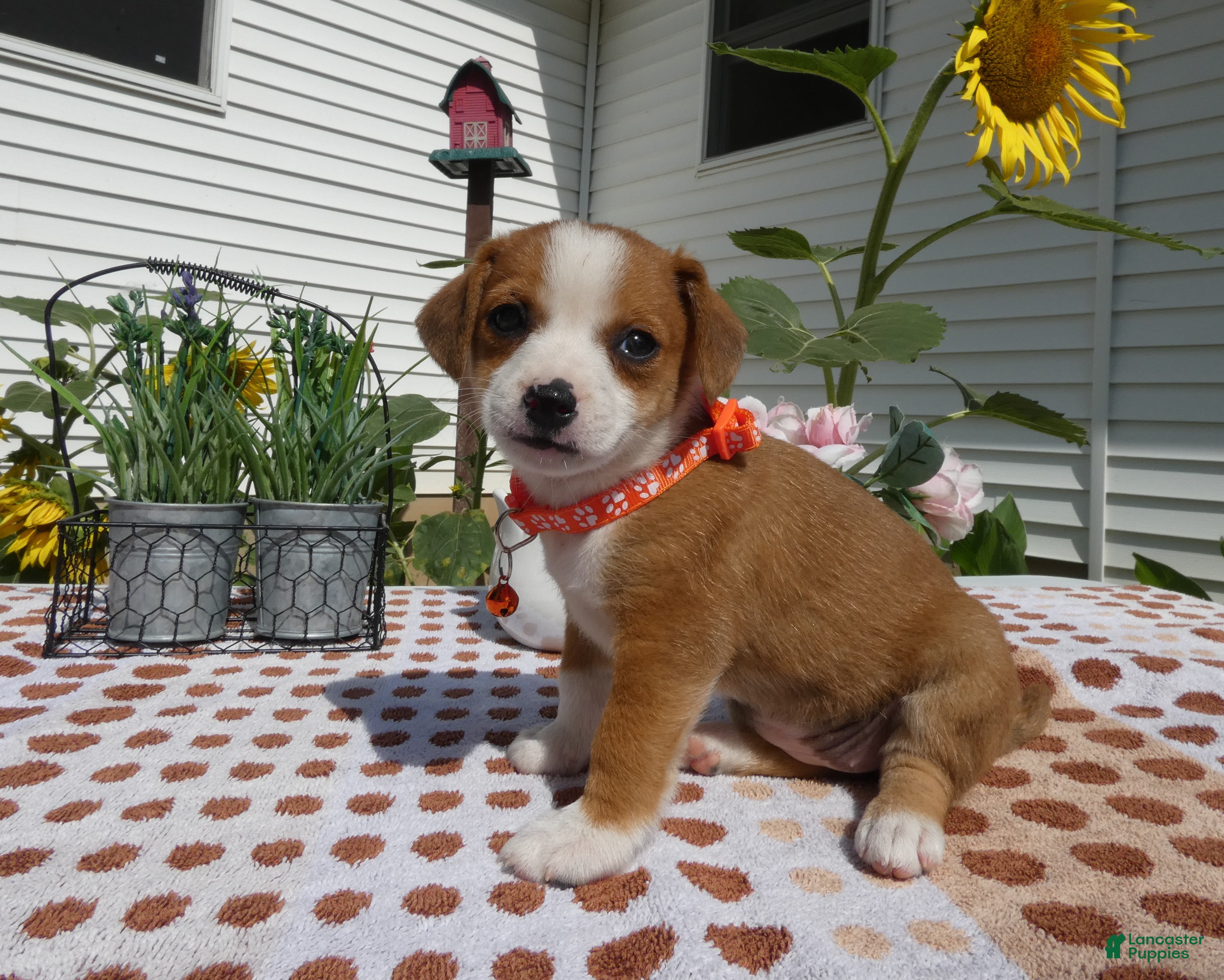 Jack Chi dogs Jack Chi 8 Sara - Ad 37