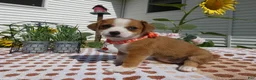 Jack Chi dogs for sale: Jack Chi 8 Sara - Ad 1
