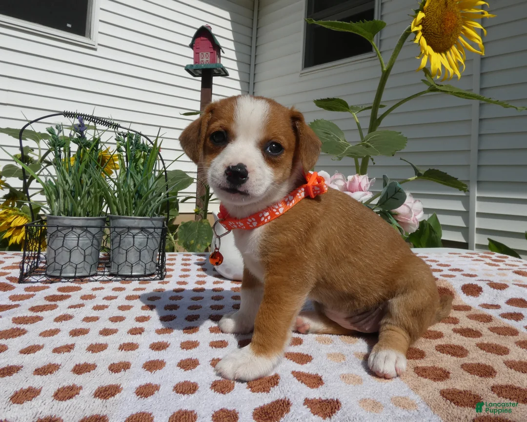 Jack Chi dogs for sale: Jack Chi 8 Sara - Ad 1
