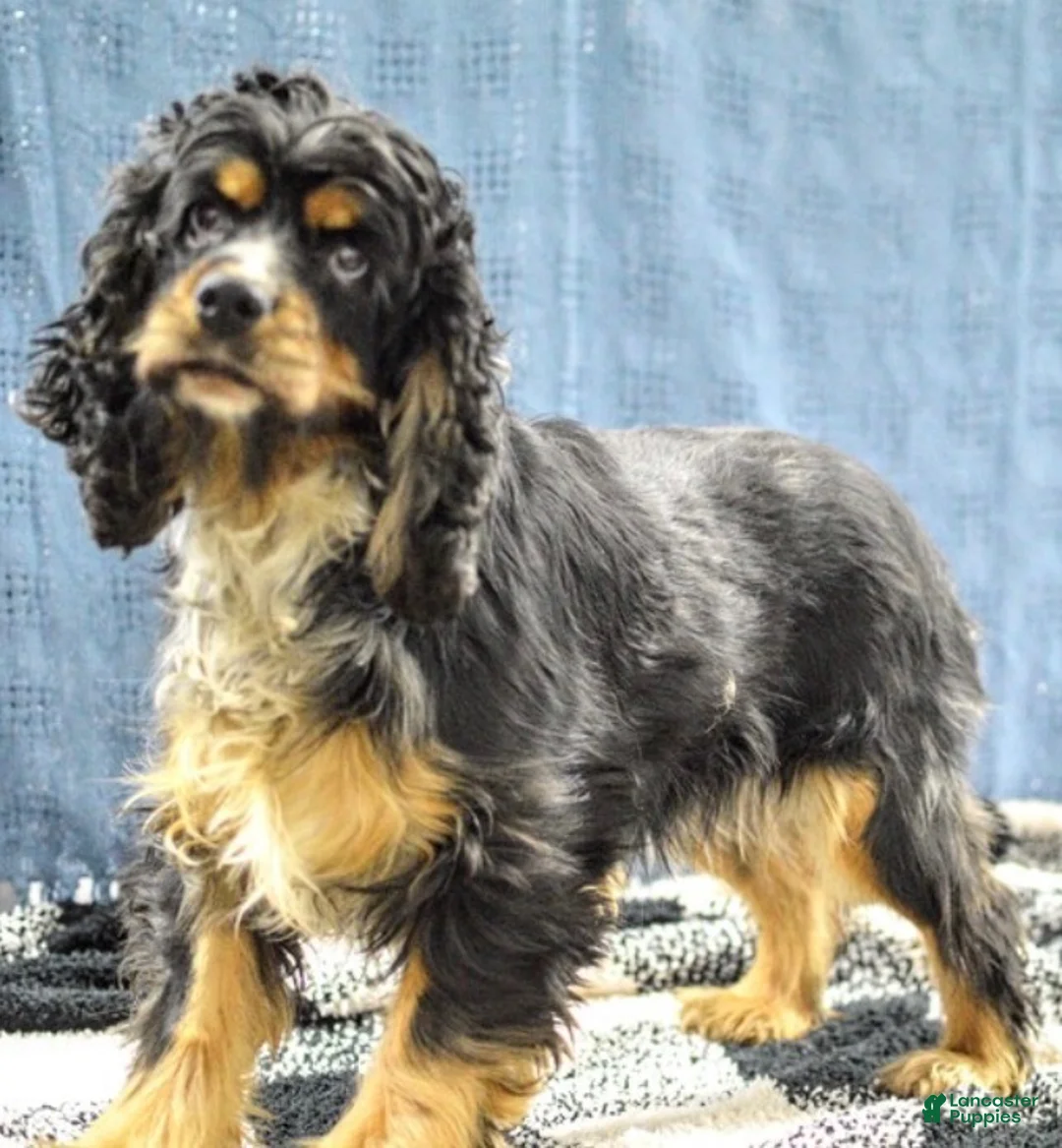 Cocker Spaniel dogs for sale: Trent Cocker Spaniel Puppy  - Ad 9