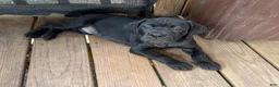 Cane Corso dogs for sale: Bubblegum - Ad 3