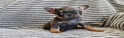 French Bulldog dogs for sale: Daisy - Ad 11