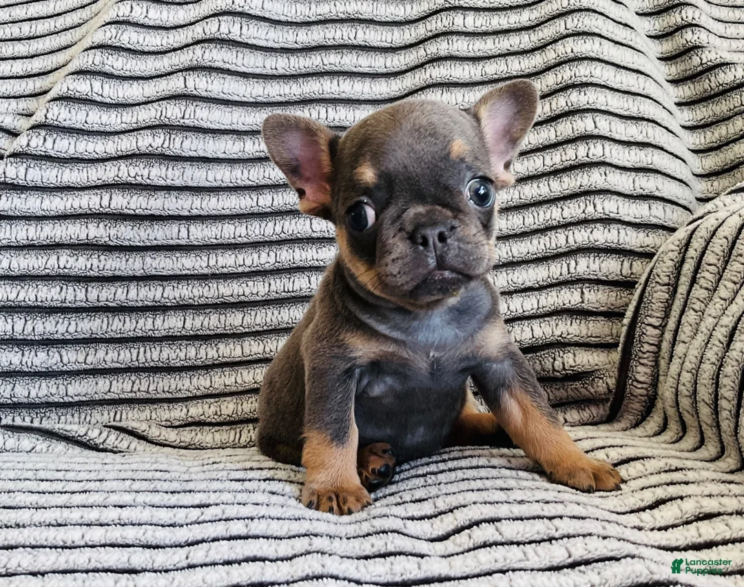 French Bulldog dogs for sale: Daisy - Ad 11