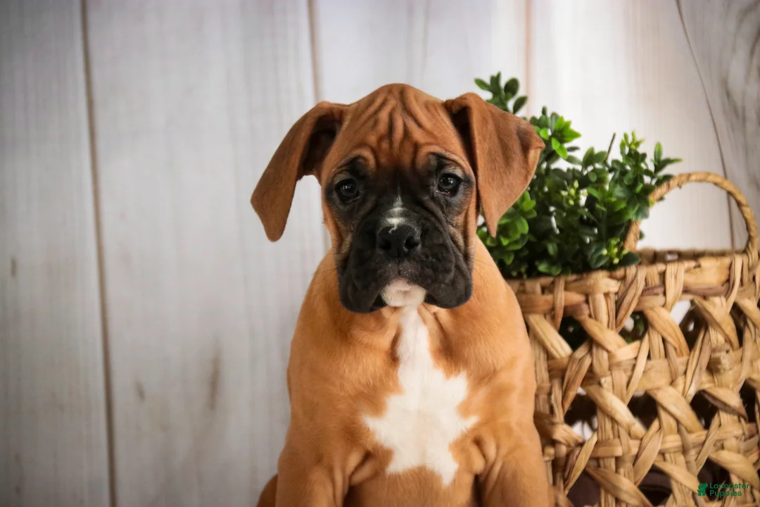Boxer dogs for sale: Hazel - Ad 1