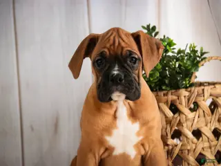 Boxer dogs Hazel - Ad 31