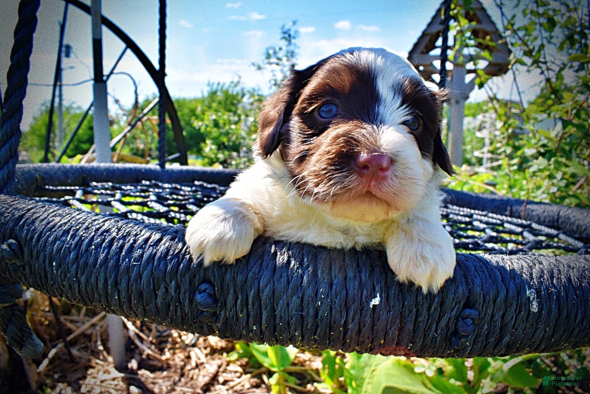 Havapoo dogs Teddy - Ad 2