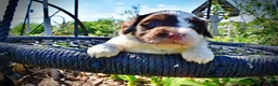 Havapoo dogs for sale: Teddy - Ad 2