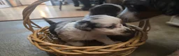 Miniature Australian Shepherd dogs for sale: Miniature Australian Shepherd 3 - Ad 3