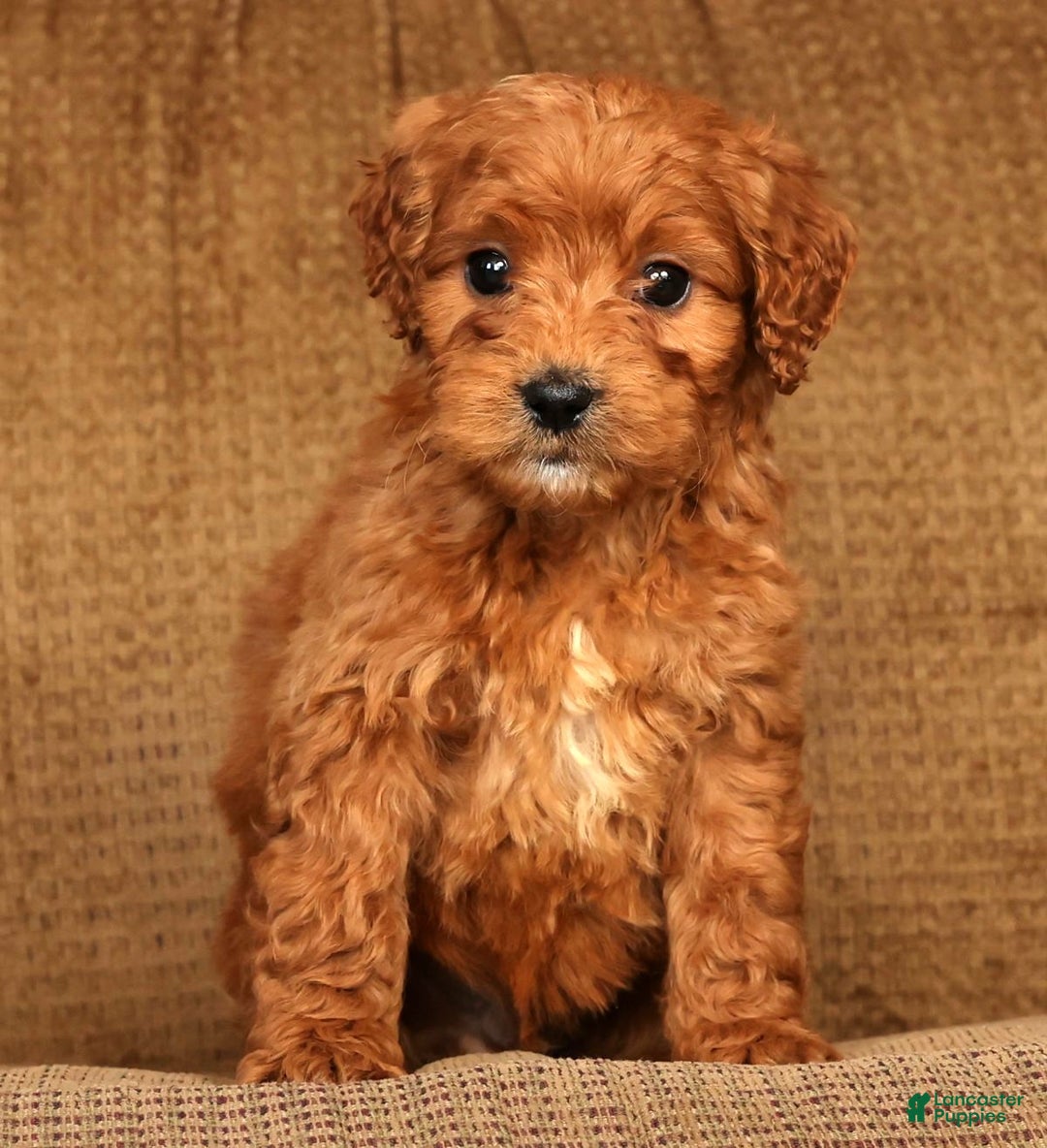 Mini Goldendoodle dogs for sale: Lonnie - Ad 8