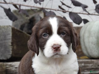 English Springer Spaniel dogs - Ad 6