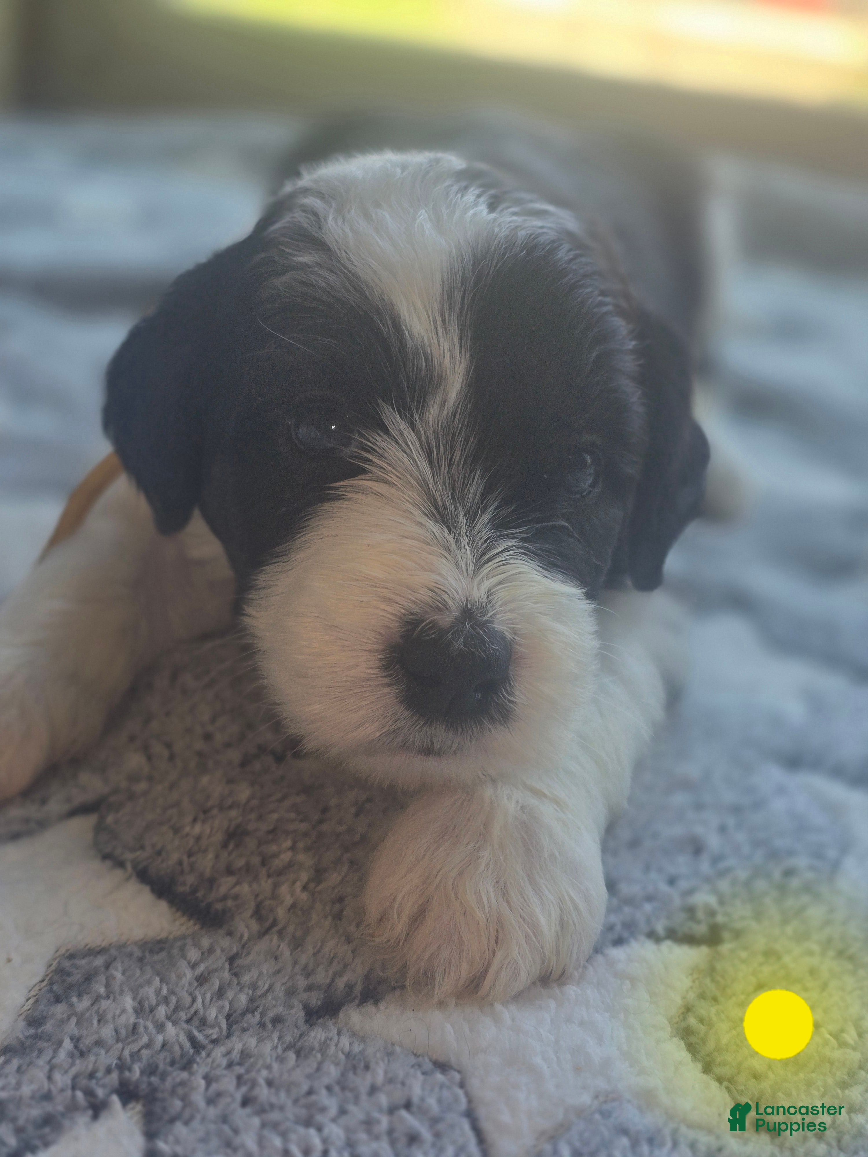 Sheepadoodle dogs Iris- yellow collar  - Ad 20