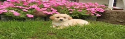 Cavapoochon dogs for sale: Maverick - Ad 5