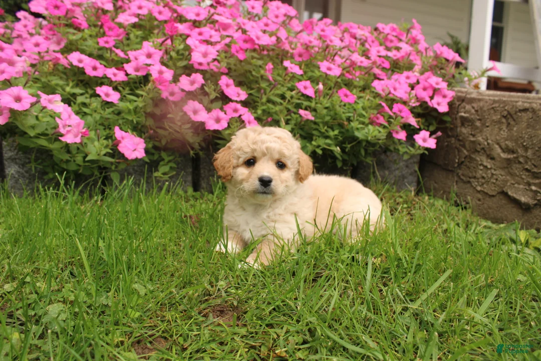 Cavapoochon dogs for sale: Maverick - Ad 5