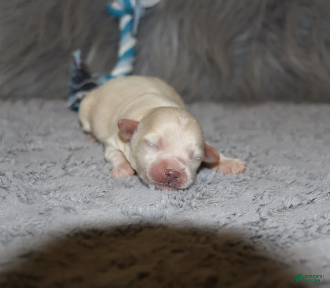 Havapoo dogs for sale: Family Companion 👨‍👨‍👧‍👦💞🐕E - Ad 1