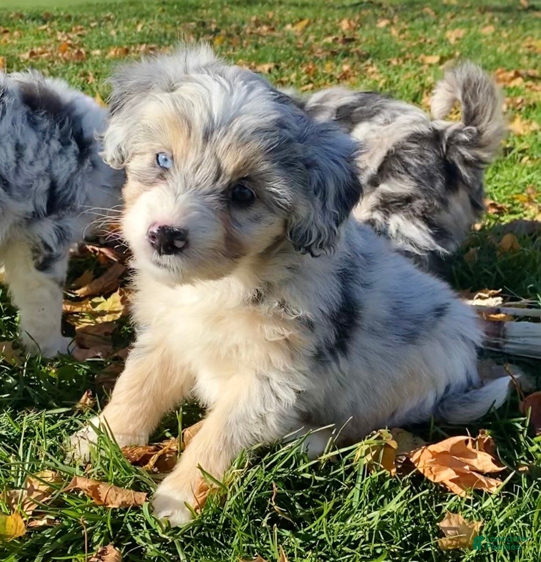 Mini Aussiedoodle dogs for sale: Tink - Ad 1