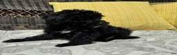 Toy Poodle dogs for sale: George - Ad 5