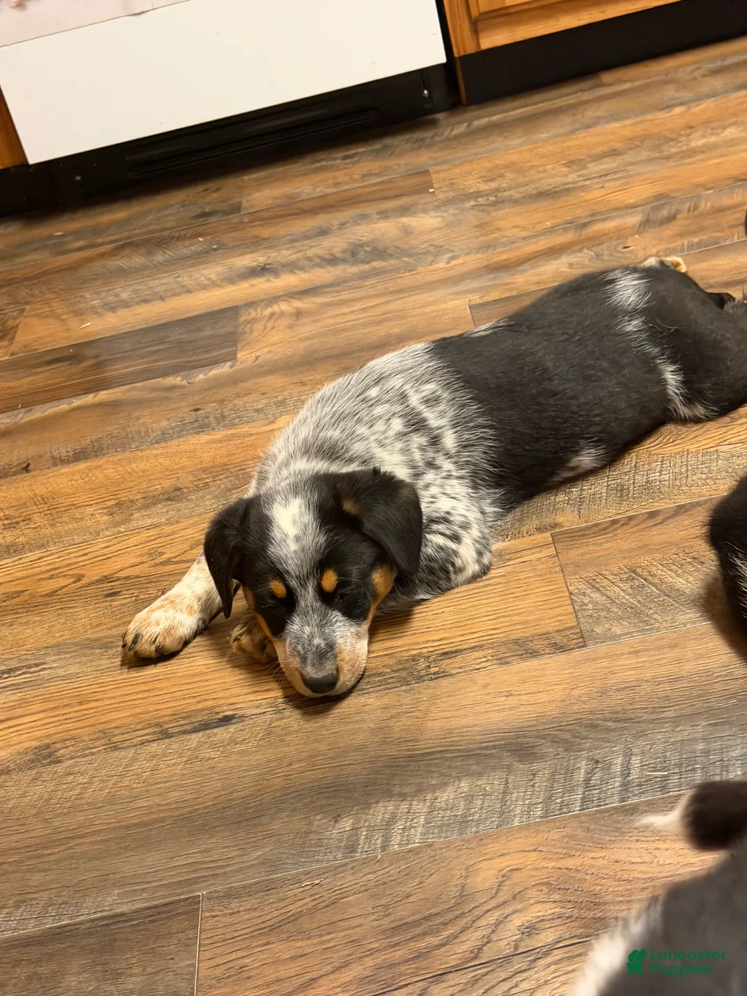 Australian Cattle Dog dogs for sale: Tommy - Ad 6
