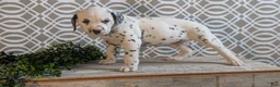 Dalmatian dogs for sale: Teddy - Ad 2