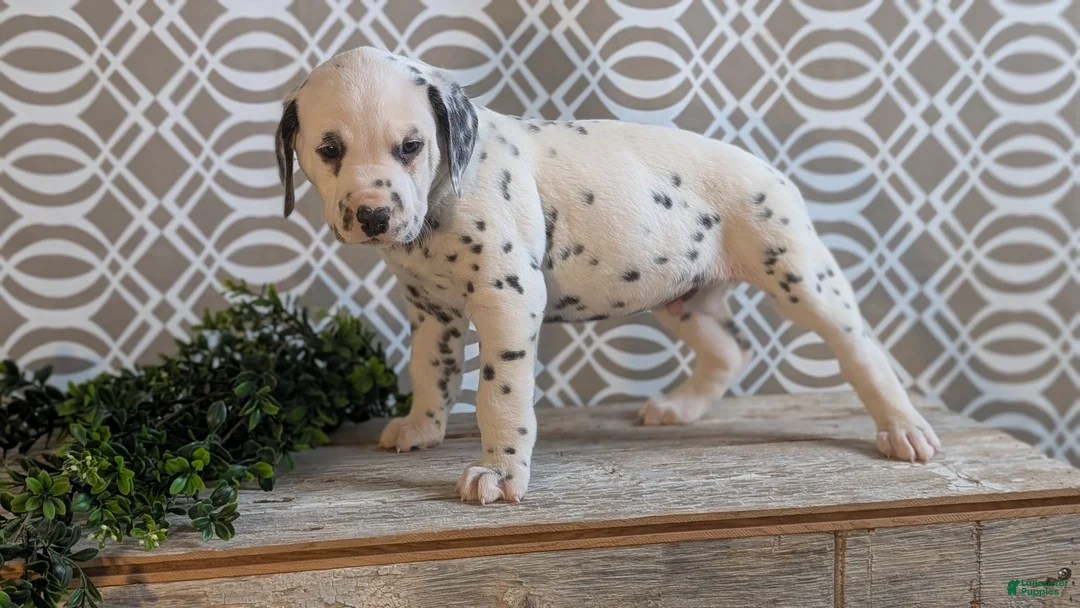 Dalmatian dogs for sale: Teddy - Ad 2