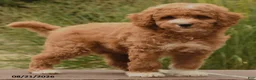 Cockapoo dogs for sale: Owen - Ad 4