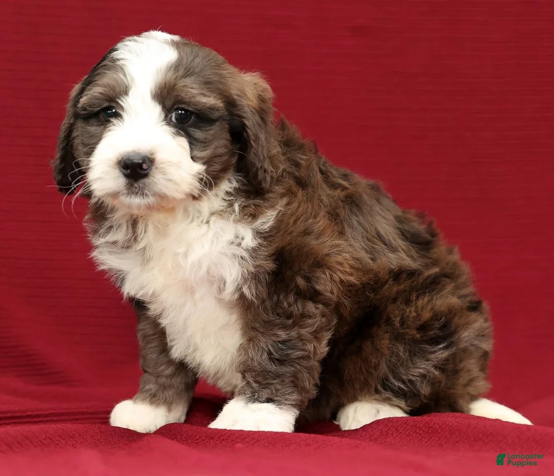 Mini Bernedoodle dogs for sale: Olive - Ad 2