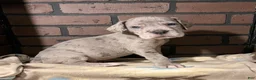 Great Dane dogs for sale: Riot - Ad 3