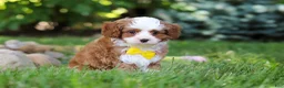 Cavapoo dogs for sale: Oliver - Ad 5