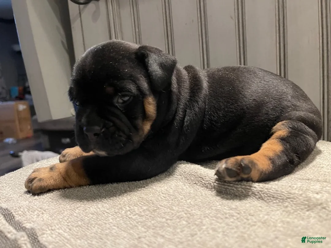 English Bulldog dogs for sale: English Bulldog 3 - Ad 2