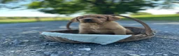 Mixed Breed dogs for sale: Button - Ad 3