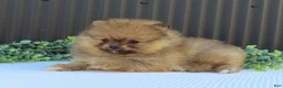 Pomeranian dogs for sale: Peanut 🩵🐾 - Ad 5